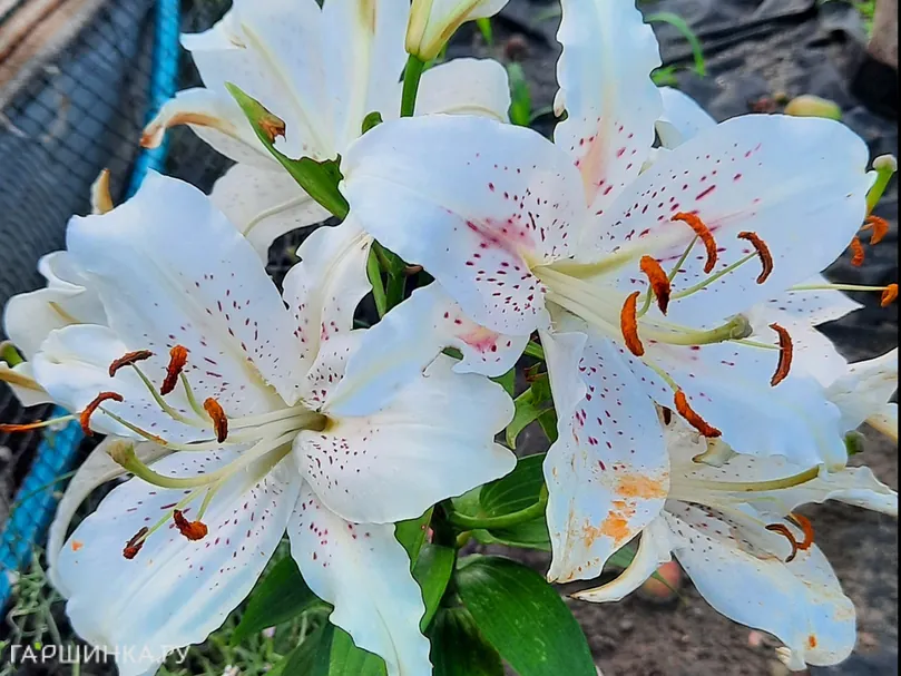 Лилия Мускадет восточная