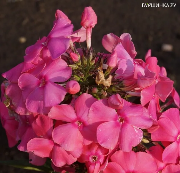 Флокс Алина
