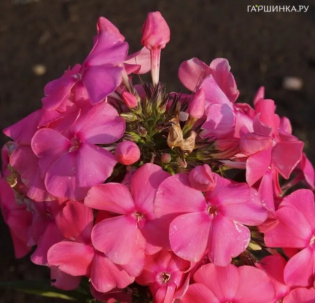 Флокс Алина