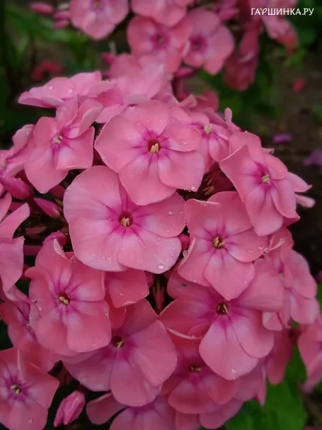 Флокс Румяная малышка