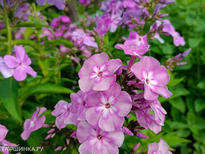 Флокс Селена