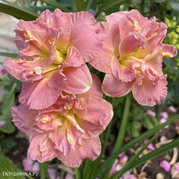 Лилейник Лэйси Долли