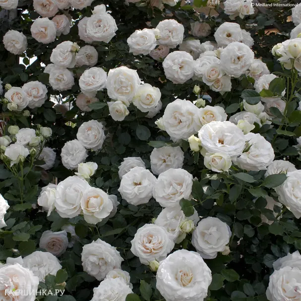 Роза Сван Лейк плетистая, Imperial Rose