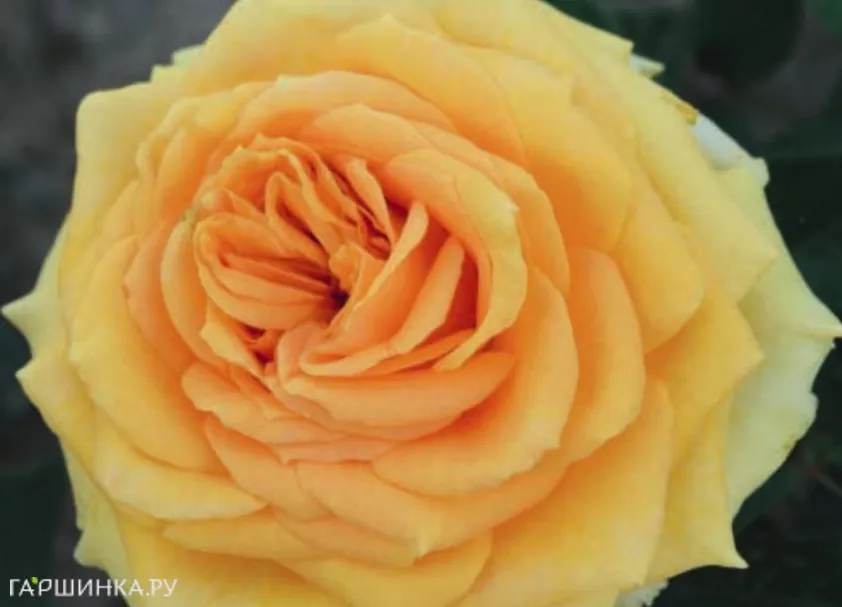 Роза Лион чайно-гибридная, Imperial Rose