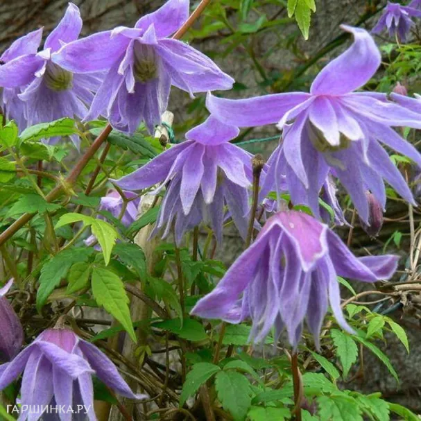 Клематис (Княжик) Сесиль махровый мелкоцветковый (1)