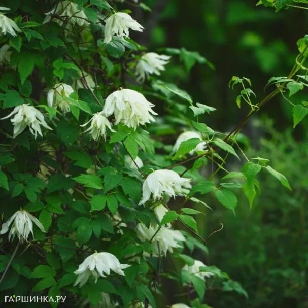Клематис (Княжик) Лемон Дрим (Лимонная мечта) махровый (1)