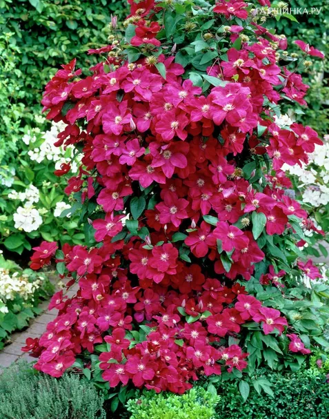 Клематис Эрнест Маркхем крупноцветковый (3)