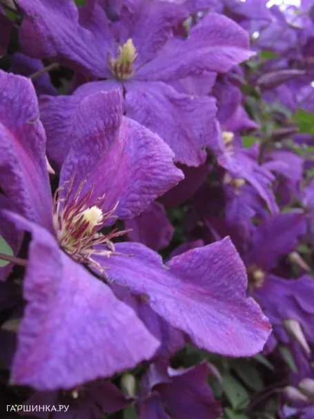 Клематис Полиш Спирит крупноцветковый(3)