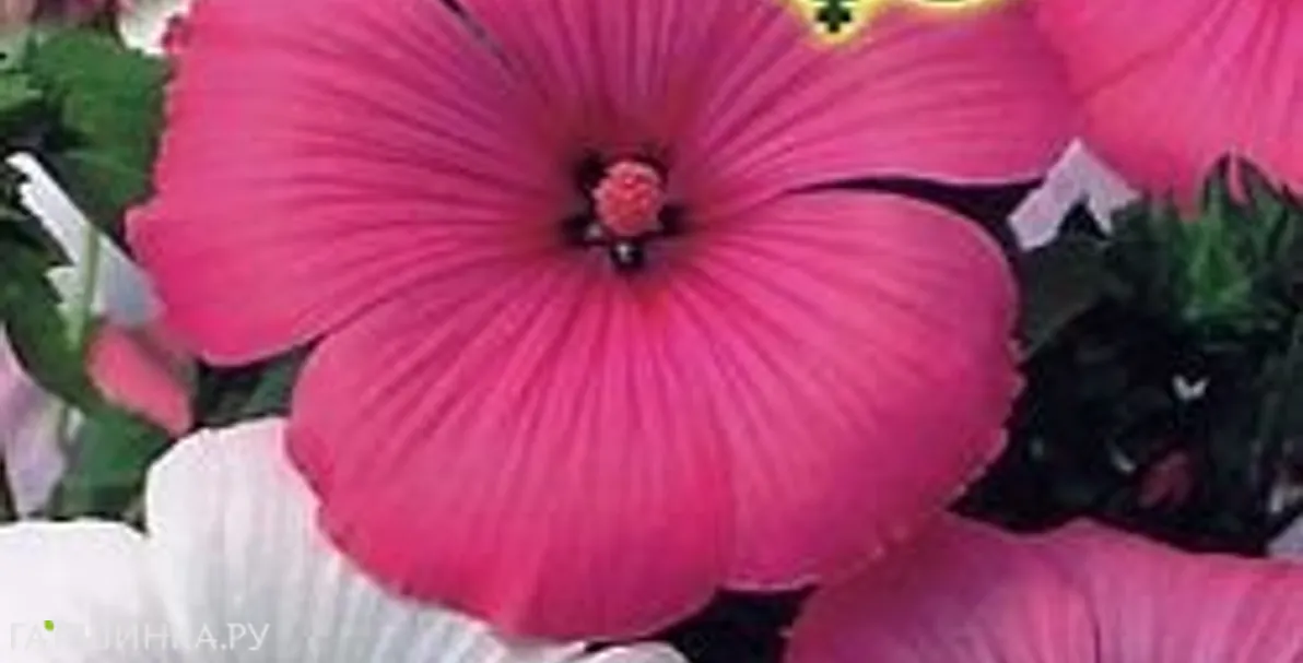 Лаватера Меланж, смесь 0,5 г