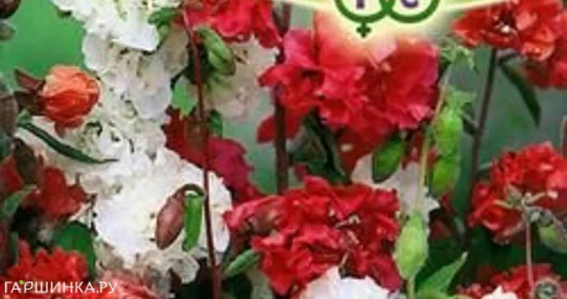 Кларкия Фейерверк , изящная *, смесь 0,1 г