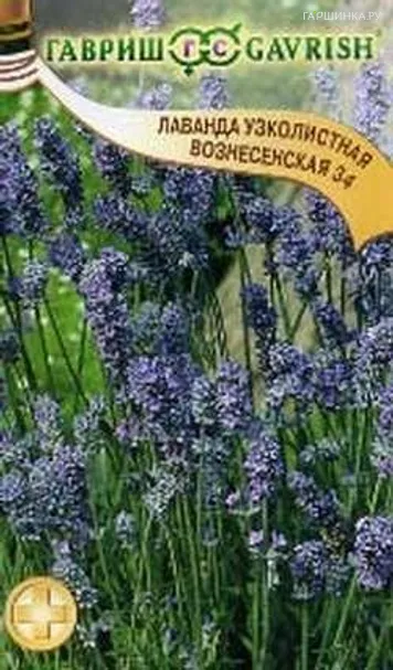 Лаванда Вознесенская 34 узколистная 0,05 г, Семена Гавриш