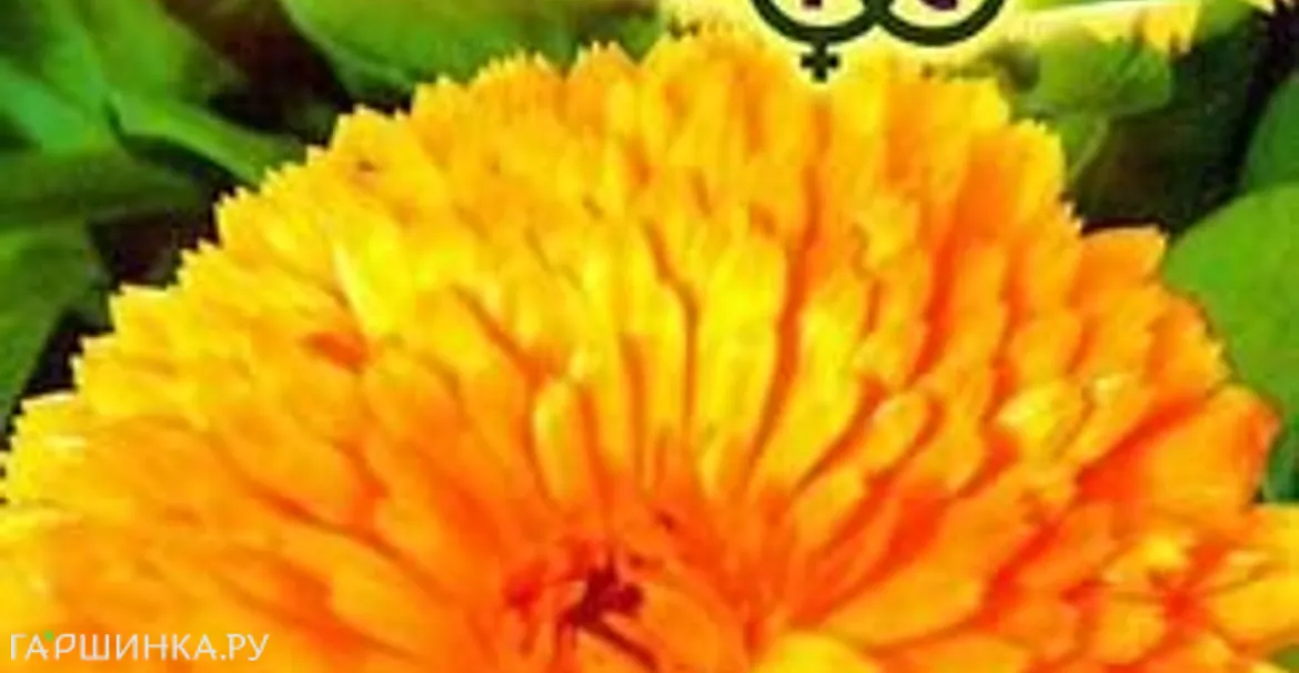 Календула Калифорнийская махровая 0,3 г