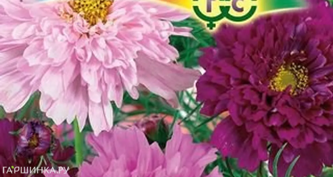 Космея Радужные переливы махровая 0,1 г, Семена Гавриш