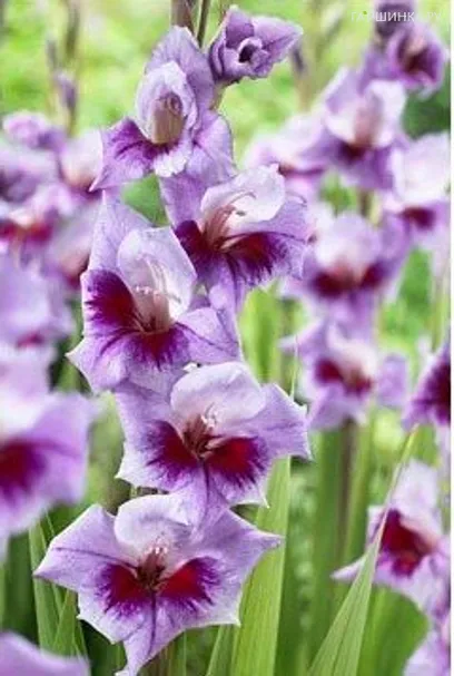 Гладиолус Бонос Мэмори 5 шт.