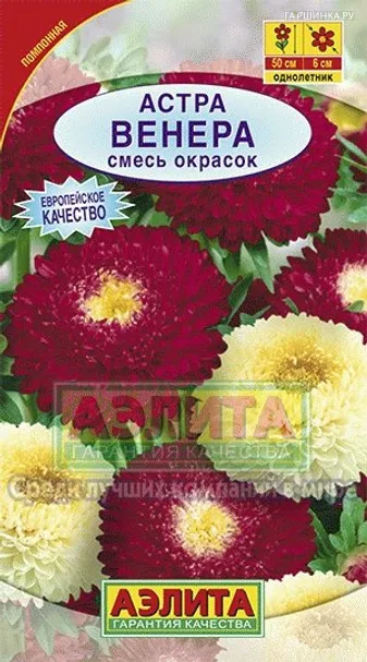 Астра Венера, смесь окрасок ц/п