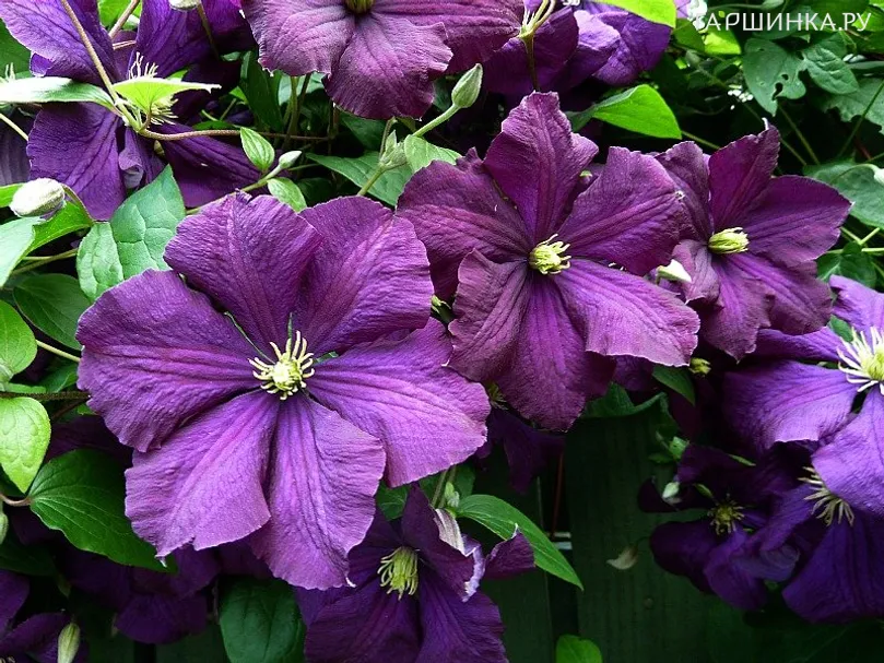 Клематис Этуаль Виолет (Фиолетовая звезда) крупноцветковый (3)
