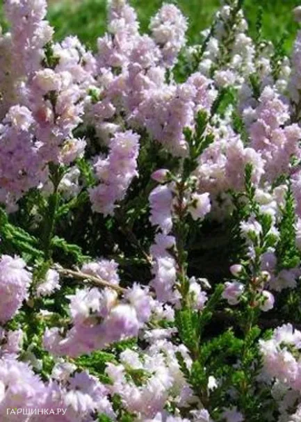 Вереск Раднор