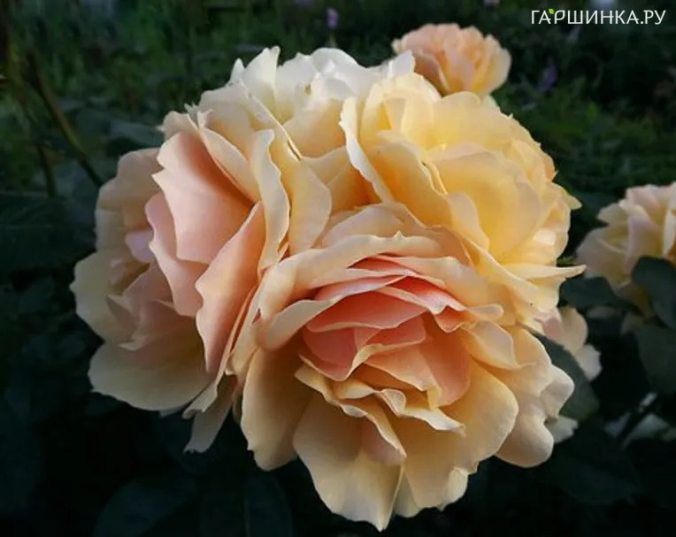 Роза Ханзештадт Росток флорибунда, Тантау (лиц)