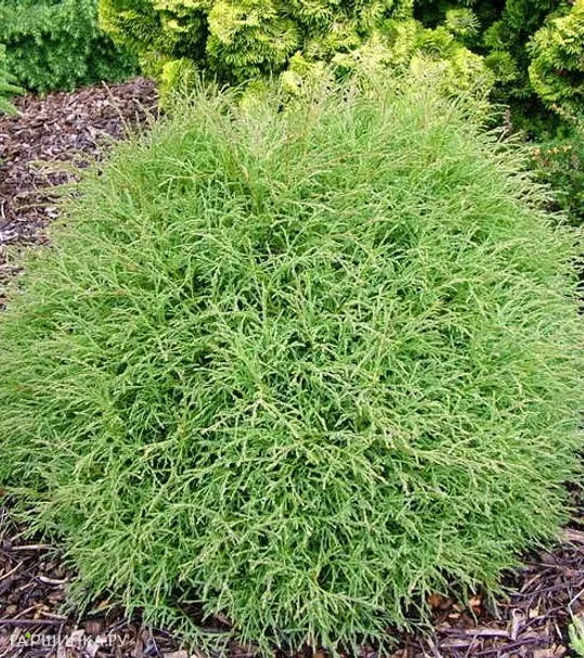 Туя шаровидная Мистер Боулинг Болл