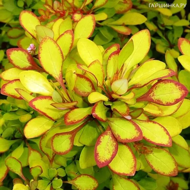 Барбарис Тунберга Мария