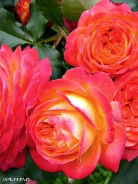 Роза Мидсаммер флорибунда, Тантау (лиц)