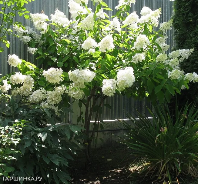 Гортензия Лаймлайт на штамбе 55см