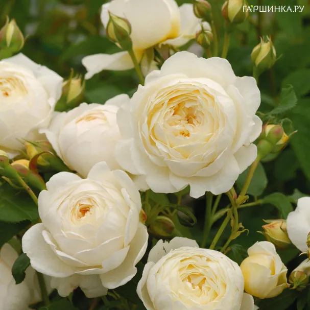 Роза Клэр Остин, Д.Остин кустарниковая (лиц)