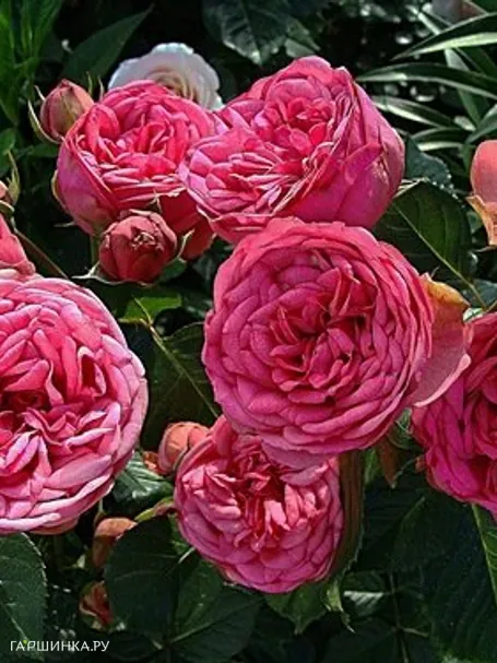 Роза Пинк Пиано чайно-гибридная, Тантау (лиц)