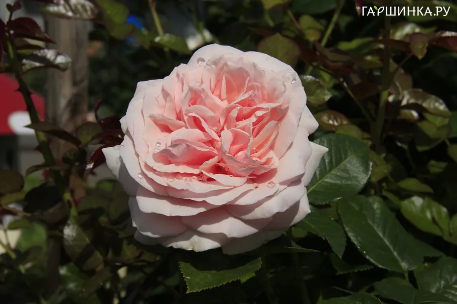 Роза Опус чайно-гибридная Imperial Rose