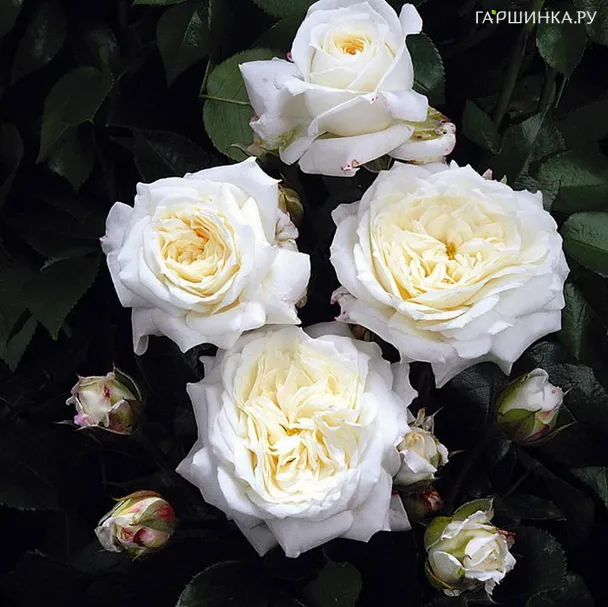 Роза Флорентине флорибунда, Imperial Rose