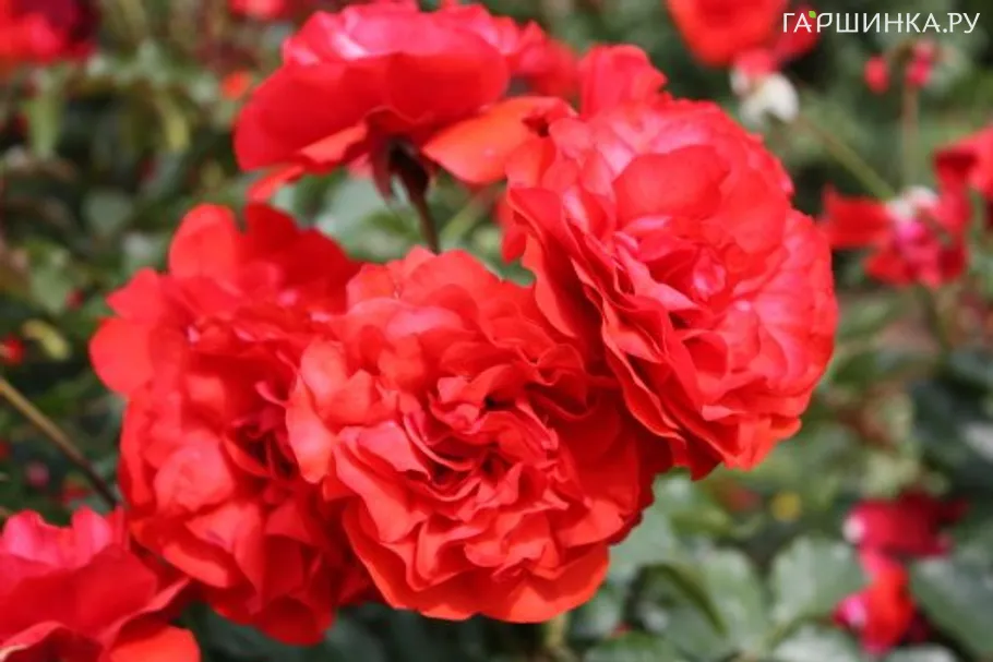 Роза Трампетер флорибунда, Imperial Rose