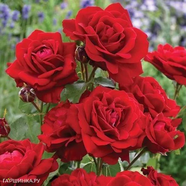 Роза Лили Марлен флорибунда, Imperial Rose