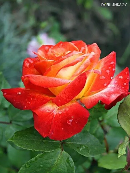 Роза Пигаль 85 флорибунда, Top Roses