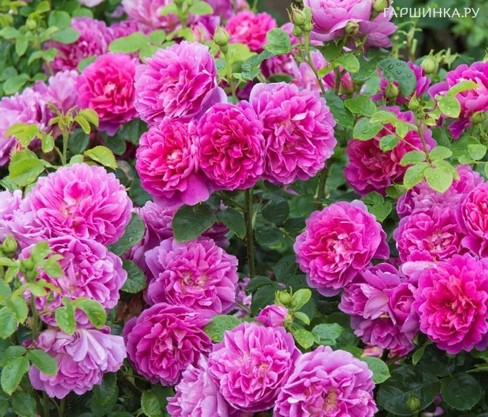 Роза Принцесса Анна, Д.Остин кустарниковая (лиц)