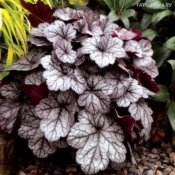 Гейхера Глиттер