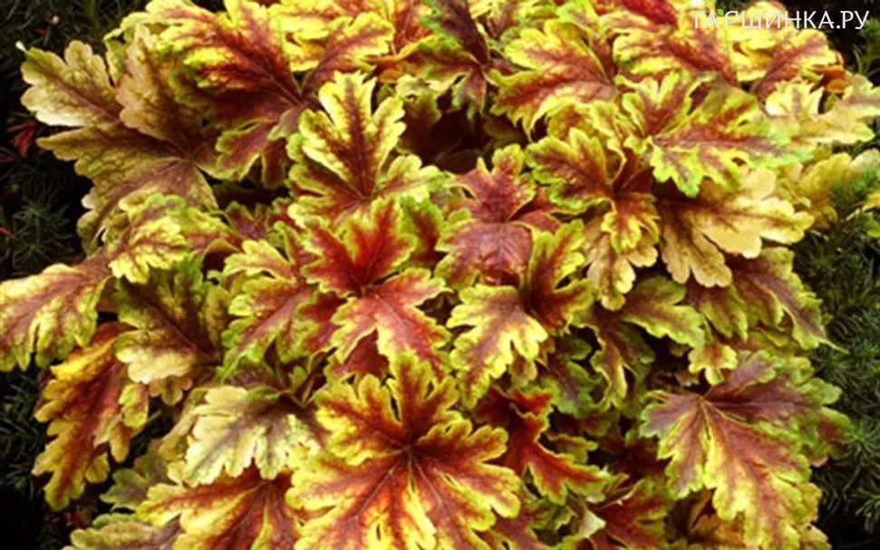 Гейхерелла Голд Зебра