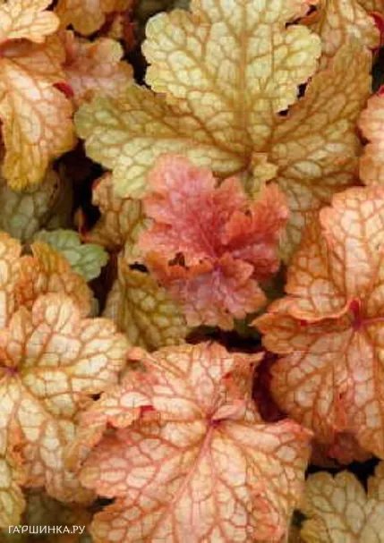 Гейхера Мидас Тач