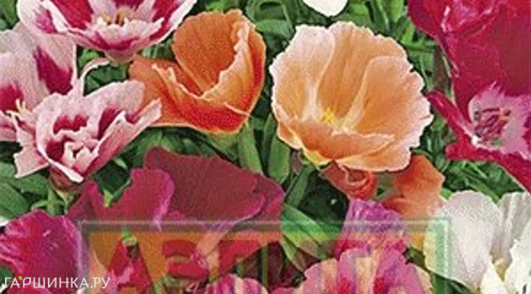 Годеция Маргарита, смесь окрасок ц/п