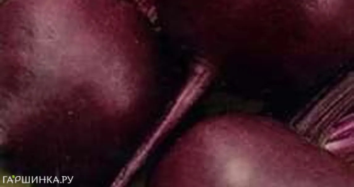 Свекла Барыня 2,0 г серия Русский вкус!