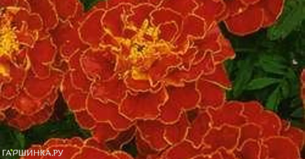 Бархатцы откл. Мерседес (Тагетис) 0,3 г