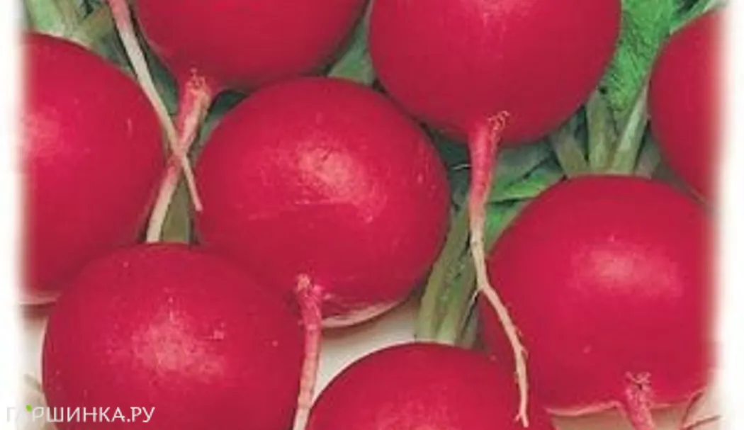 Редис Жара 2 г Семена Гавриш