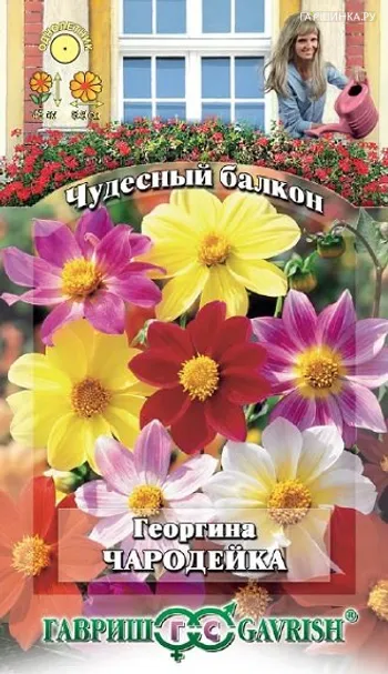 Георгина Чародейка, смесь 0,3 г