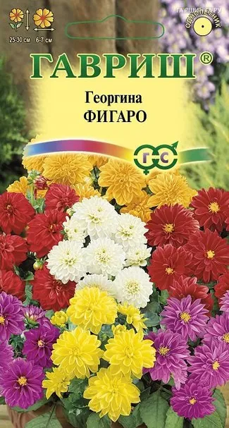 Георгина Фигаро 0,3г