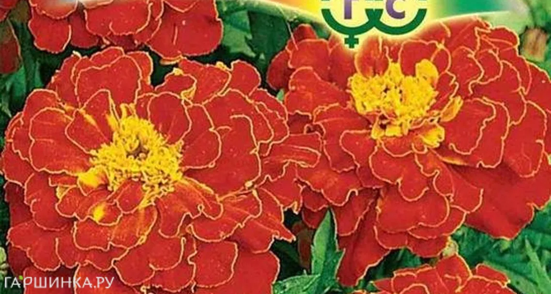 Бархатцы Брокада красная отклоненные (Гавриш), 0,3 г