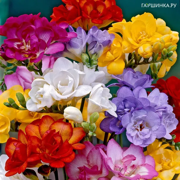 Фрезия Дабл Микс махровая
