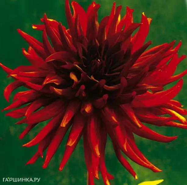 Георгина Ред Марджоретт кактусовидная