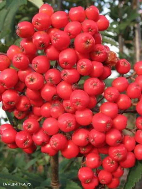 Рябина Алая крупная