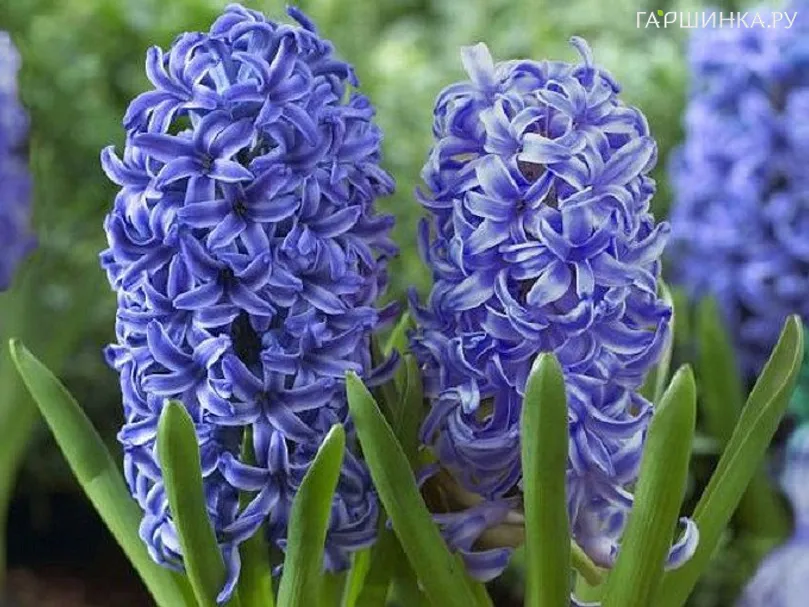 Гиацинт Питер Стивенсон 3шт