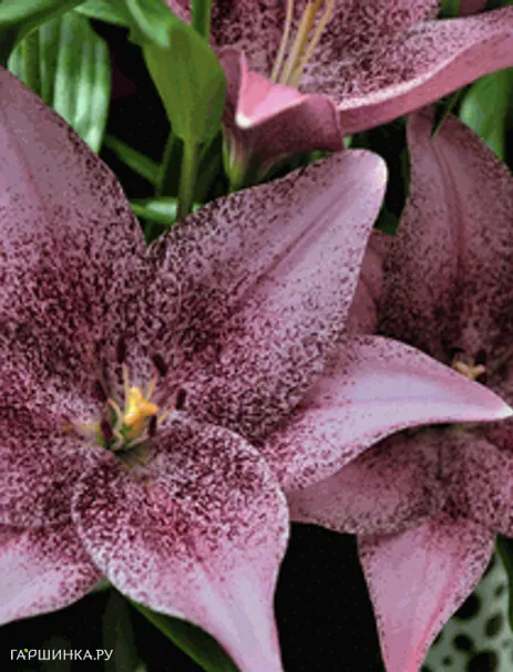 Лилия Свит Шуга ЛА-гибрид