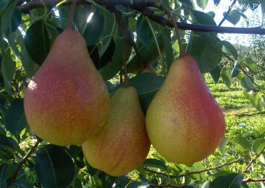 Груша Кафедральная